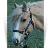 Magikal Farms Golden Charm